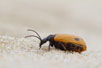 Early Blister Beetle
