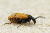 Early Blister Beetle