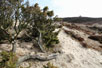 Foto af Almindelig Ene (Juniperus communis). Fotograf: 