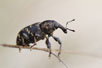 Photo ofPine Weevil  (Hylobius abietis). Photographer: 