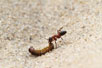 An ant is dragging away a larvae