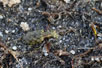 Foto af Grn jenlber (Elaphrus riparius). Fotograf: 