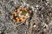 The strange ground beetle species Omophron limbatum