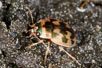 The strange ground beetle species Omophron limbatum
