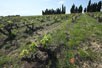 Grape field in southern France