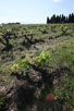 Grape fields in Southern France