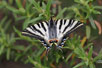 Photo ofScarce Swallowtail (Iphiclides podalirius). Photographer: 