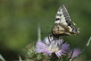 Photo ofSwallowtail (Papilio machaon). Photographer: 
