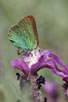 Foto af Grn Busksommerfugl (Callophrys rubi). Fotograf: 