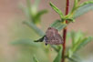 Photo ofLangs short-tailed blue (Leptotes pirithous). Photographer: 