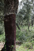 Photo ofCork Oak (Quercus suber). Photographer: 