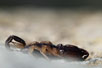 Photo ofEuropean Black Scorpion (Euscorpius flavicaudis). Photographer: 