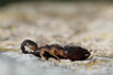 European Black Scorpion also known as Yellow-tailed Scorpion