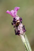 Leaf Beetle on flower, most likely Chrysolina cerealis