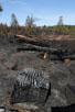 Burnt wood after the forest fire in Gyttegrd Plantage in 2011