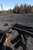 Burnt wood in Gyttegrd Plantation after the forest fire in 2011
