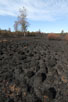 Burnt area in Gyttegrd Plantation after the forest fire in 2011