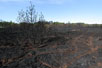 Crisscrossing tracks from the firefighting vehicles after the forest fire in Gyttegrd Plantation in 2011