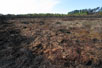 Singed raised bog. Forest fire in Gyttegrd Plantation in 2011.