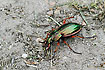 Golden Ground Beetle. The only population in Denmark appears to be on Voderup Klint on r 
