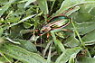 Photo ofGolden Ground Beetle (Carabus auratus). Photographer: 