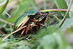 Mating Golden Ground Beetles