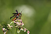 Photo ofSoldier Beetle (Cantharis fusca). Photographer: 