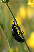 Photo ofOil Beetle (Meloe proscarabaeus). Photographer: 