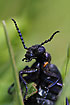 Photo ofOil Beetle (Meloe proscarabaeus). Photographer: 