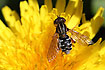 Unidentified hoverfly