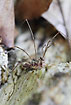 Pseudoscorpions are hitching a ride on a harvestman
