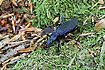 Photo ofBlue Ground Beetle (Carabus intricatus). Photographer: 