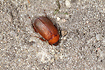 Photo ofBrown Chafer (Serica brunnea). Photographer: 