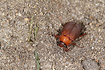 Photo ofBrown Chafer (Serica brunnea). Photographer: 