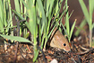 Photo ofHarvest mouse  (Micromys minutus). Photographer: 