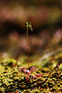 Foto af Rundbladet Soldug (Drosera rotundifolia). Fotograf: 