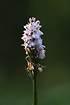 Photo ofHeath Spotted-orchid (Dactylorhiza maculata ssp. maculata). Photographer: 