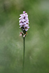 Heath Spotted-Orchid