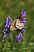 Queen of Spain Fritillary caught by a crab spider