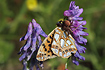 Queen of Spain Fritillary caught by a crab spider