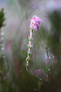 Cross-Leaved Heath with dewdrops