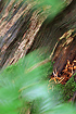 Beech - rotting wood and fresh leaves in motion