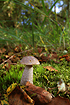 Unidentified Boletus mushroom