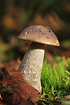 Unidentified Boletus mushroom