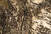 Foto af Hjmose-mosaikguldsmed (Aeshna subarctica). Fotograf: 