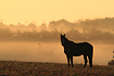 Domestic horse at sunrise