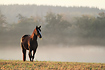 Domestic horse at sunrise