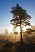 Backlit Scots Pine (HDR image)