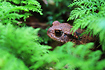 Common Toad in the moss