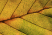 Autumn-coloured Beech leaf